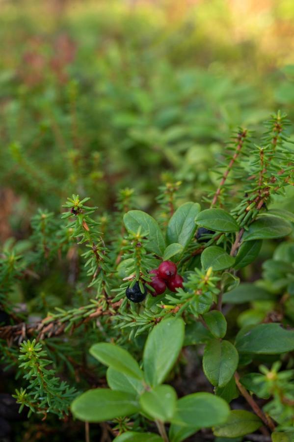 Saimaan Kultaranta Villa Puumala Luaran gambar