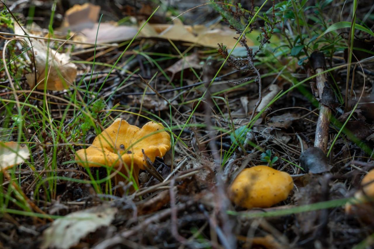 Saimaan Kultaranta Villa Puumala Luaran gambar